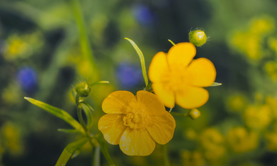 10,000m² OF WILDFLOWER MEADOWS ESTABLISHED
